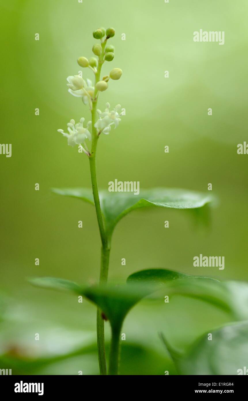 Flowering May Lily Stock Photo Alamy