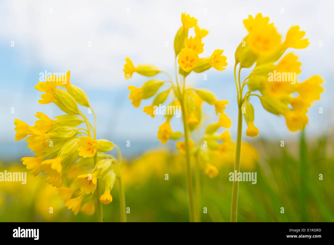 Cowslips in a field Stock Photo