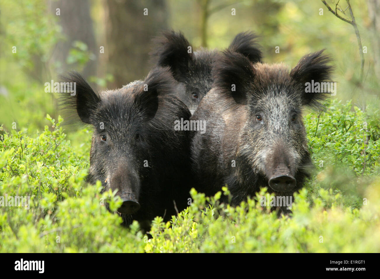 Three wild boars between billberries in a forest, in a natural surrounding Stock Photo