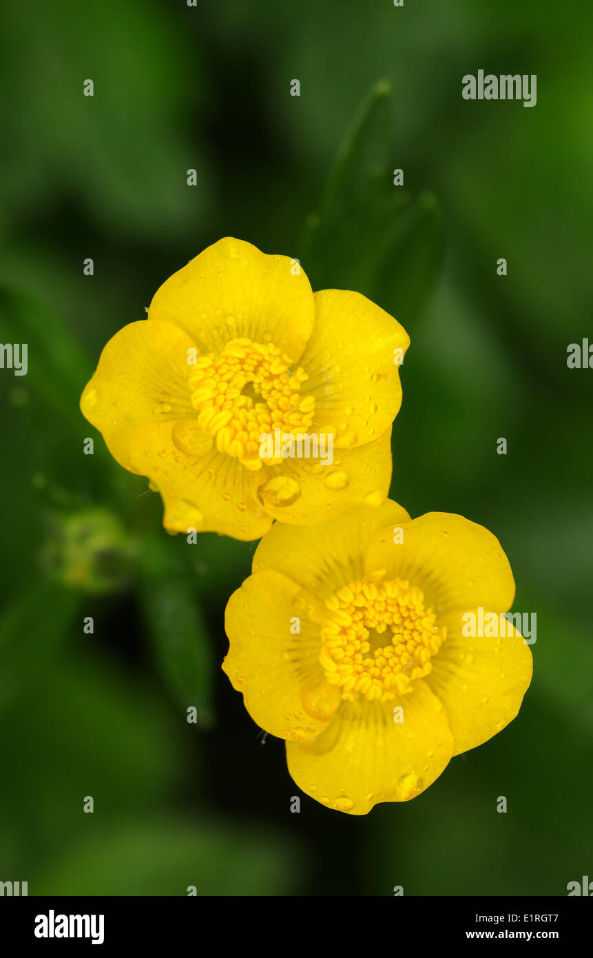 Raindrips on the flowers of the Creeping Buttercup Stock Photo