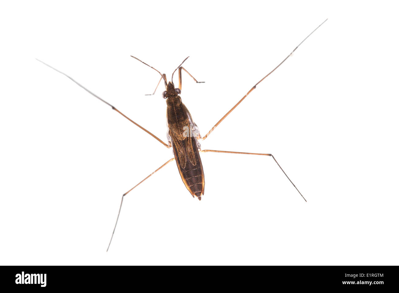 rendered photo of a common pond skater on a white background Stock ...