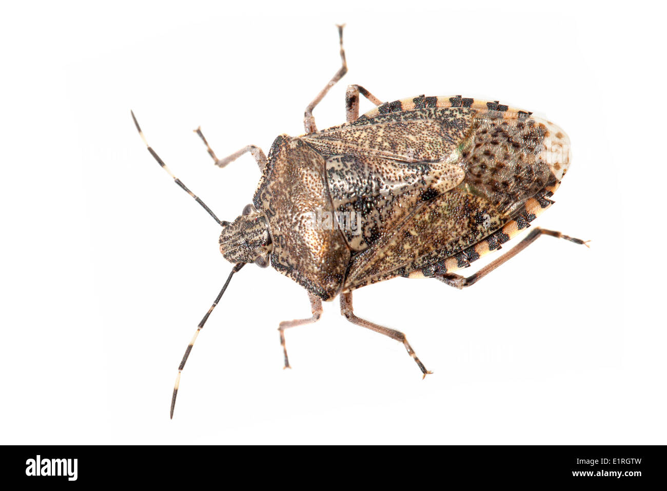 rendered photo of a european stink bug on a white background Stock Photo