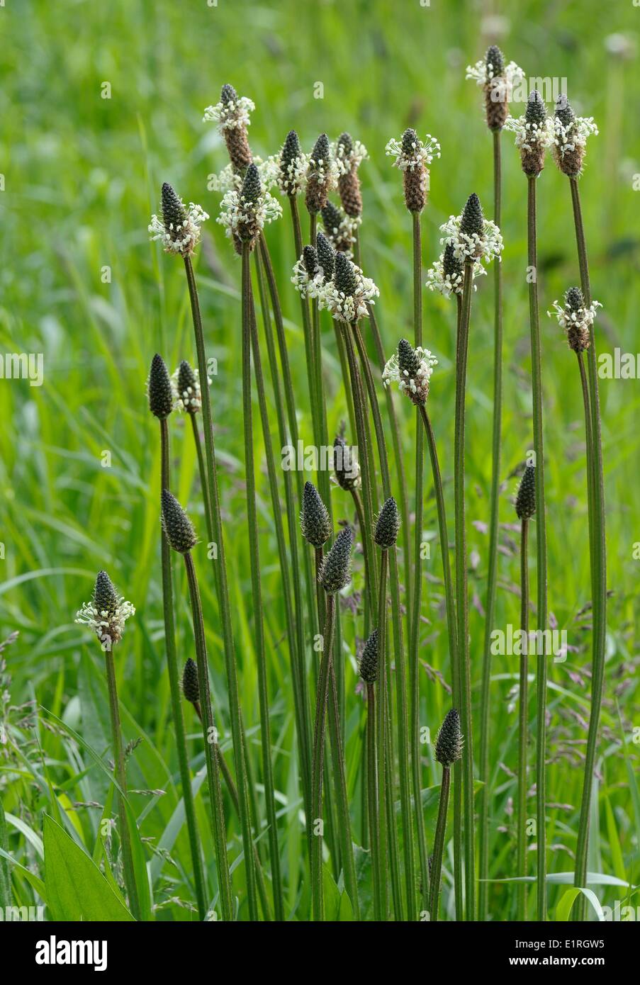 Narrowleaf Plantain flowering Stock Photo