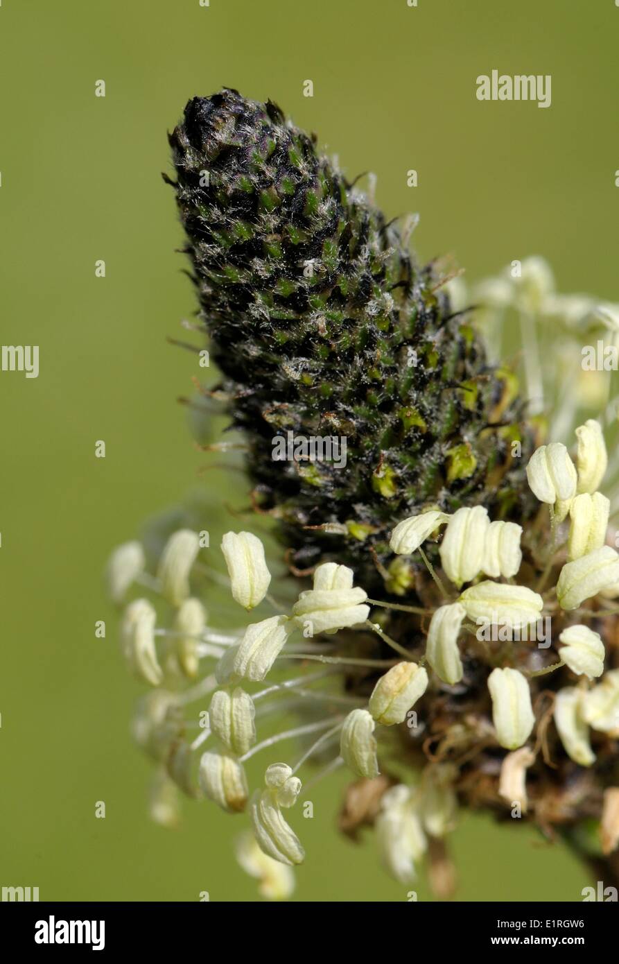 Narrowleaf Plantain flower in close-up Stock Photo