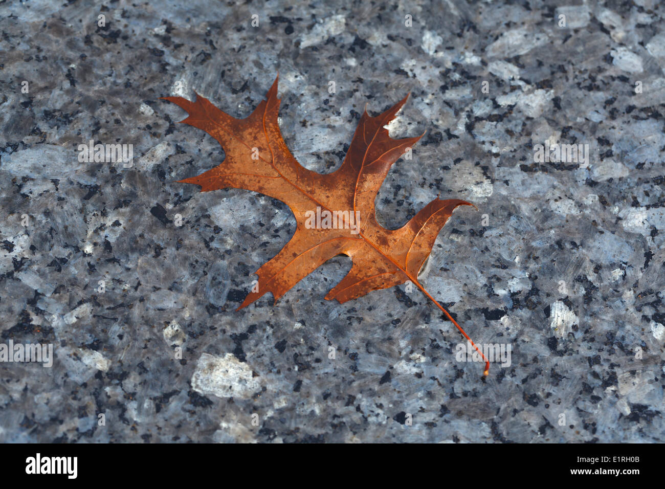 Autum leaf on a headstone. Stock Photo