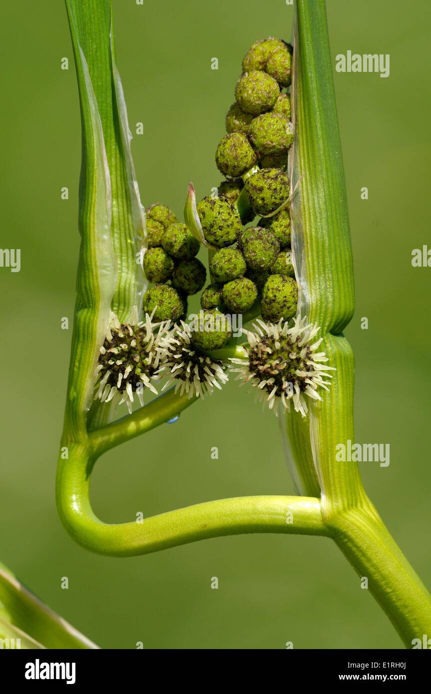 Budding Branched Bur-reed flowers Stock Photo