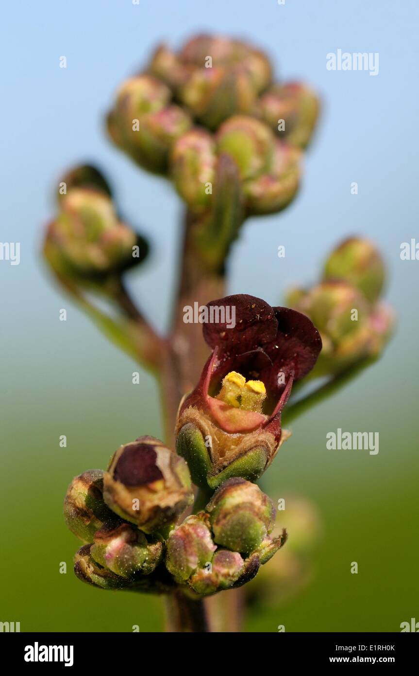 Inflorescence of Water Figwort Stock Photo