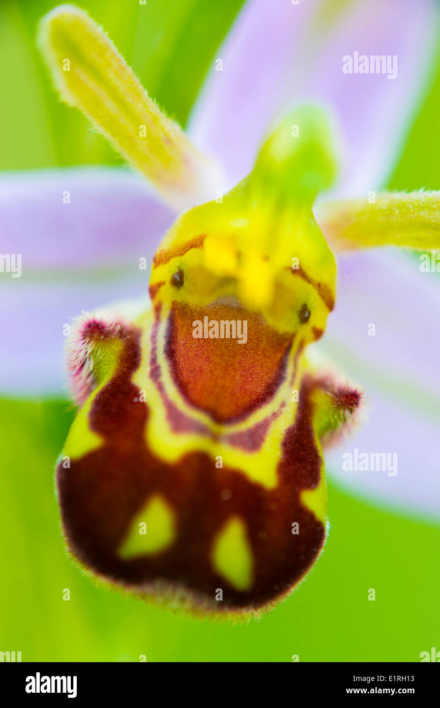 Close-up of Bee Orchid; Stock Photo