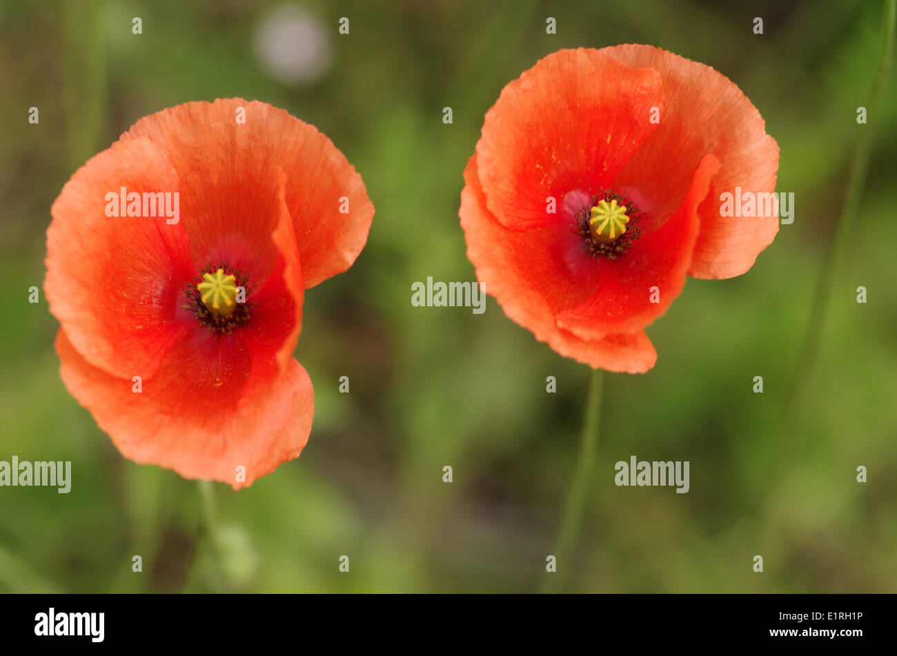 Two blooming 2 Long-headed Poppies Stock Photo - Alamy