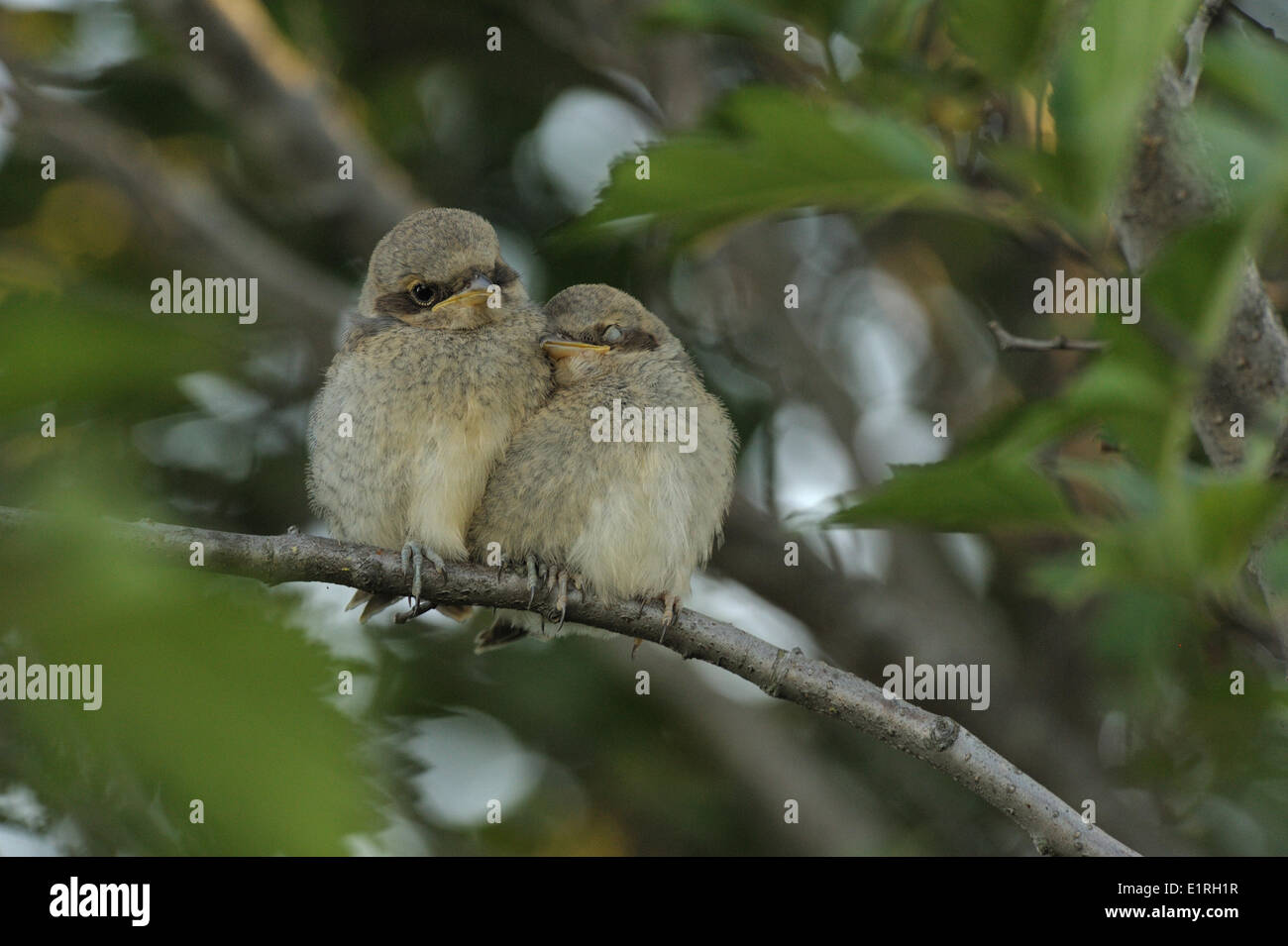two 18-19 days old red-backed shrike resting and sleeping on branch of hawthorn Stock Photo