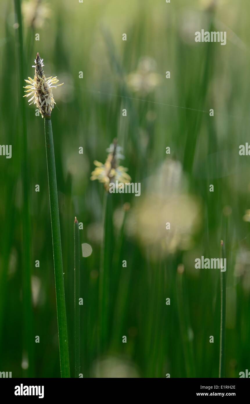 Flowering Common Spike-rush Stock Photo