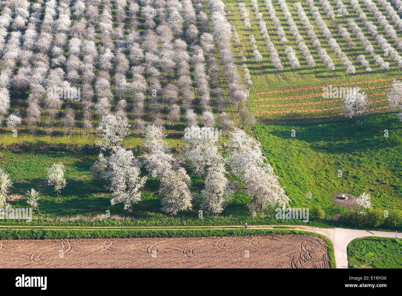 Aerial photograph of flowering orchard Stock Photo