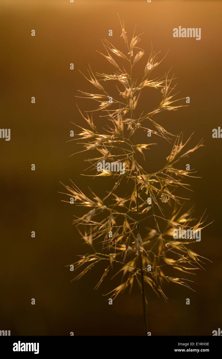 Inflorescence of Yellow oat-grass Stock Photo