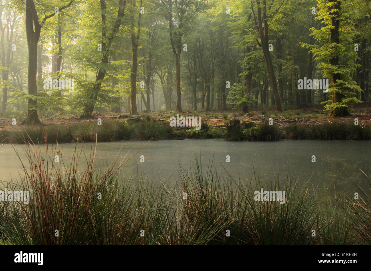 Beech reserve at spring Stock Photo