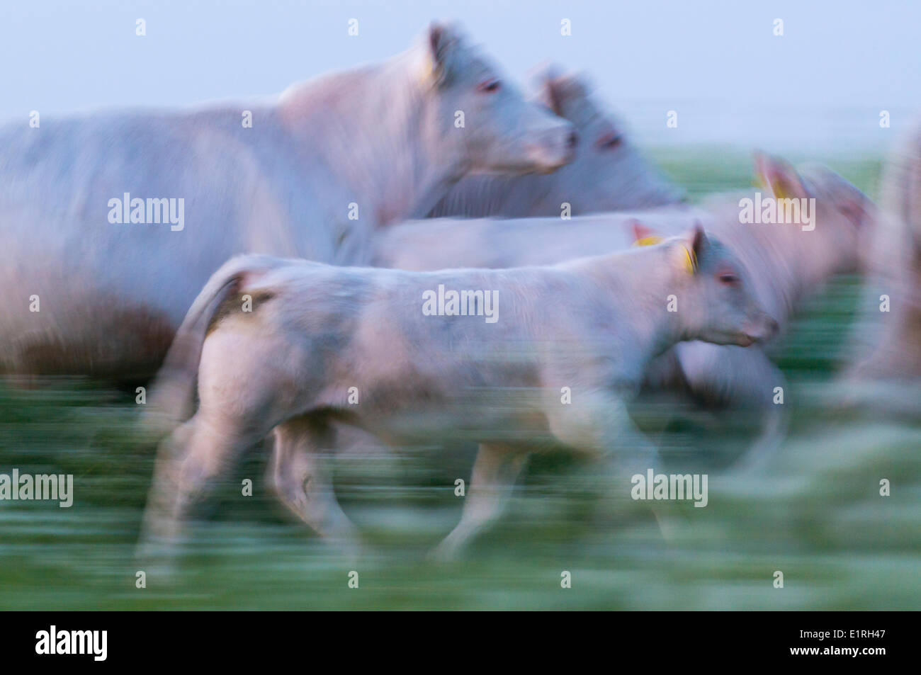 cows in motion at the beningerslikken nature reserve in the Dutch delta Stock Photo