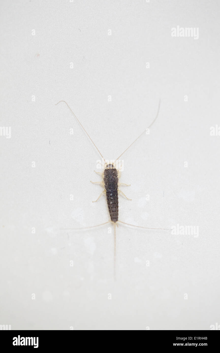 Silverfish on a white background Stock Photo