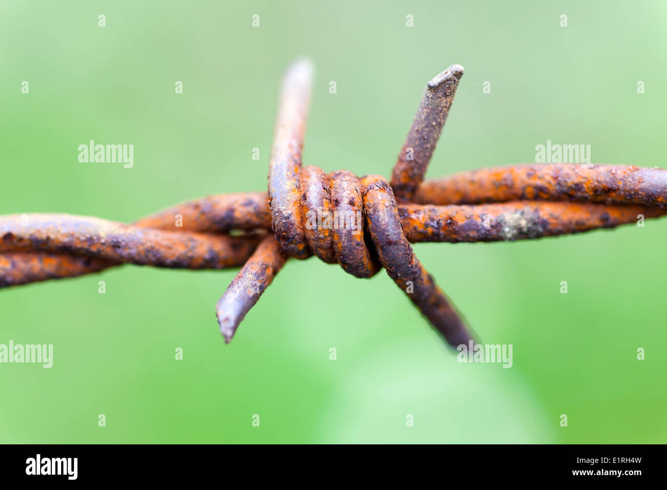 A close up of barbed wire Stock Photo Alamy
