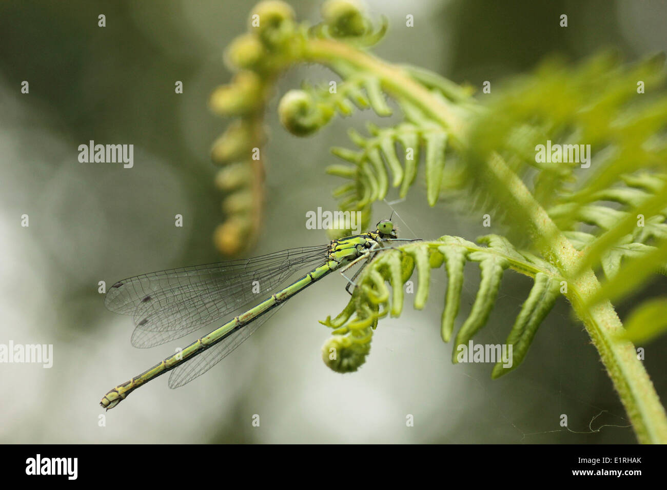 Azure Damselfly (female) on Bracken fern Stock Photo - Alamy