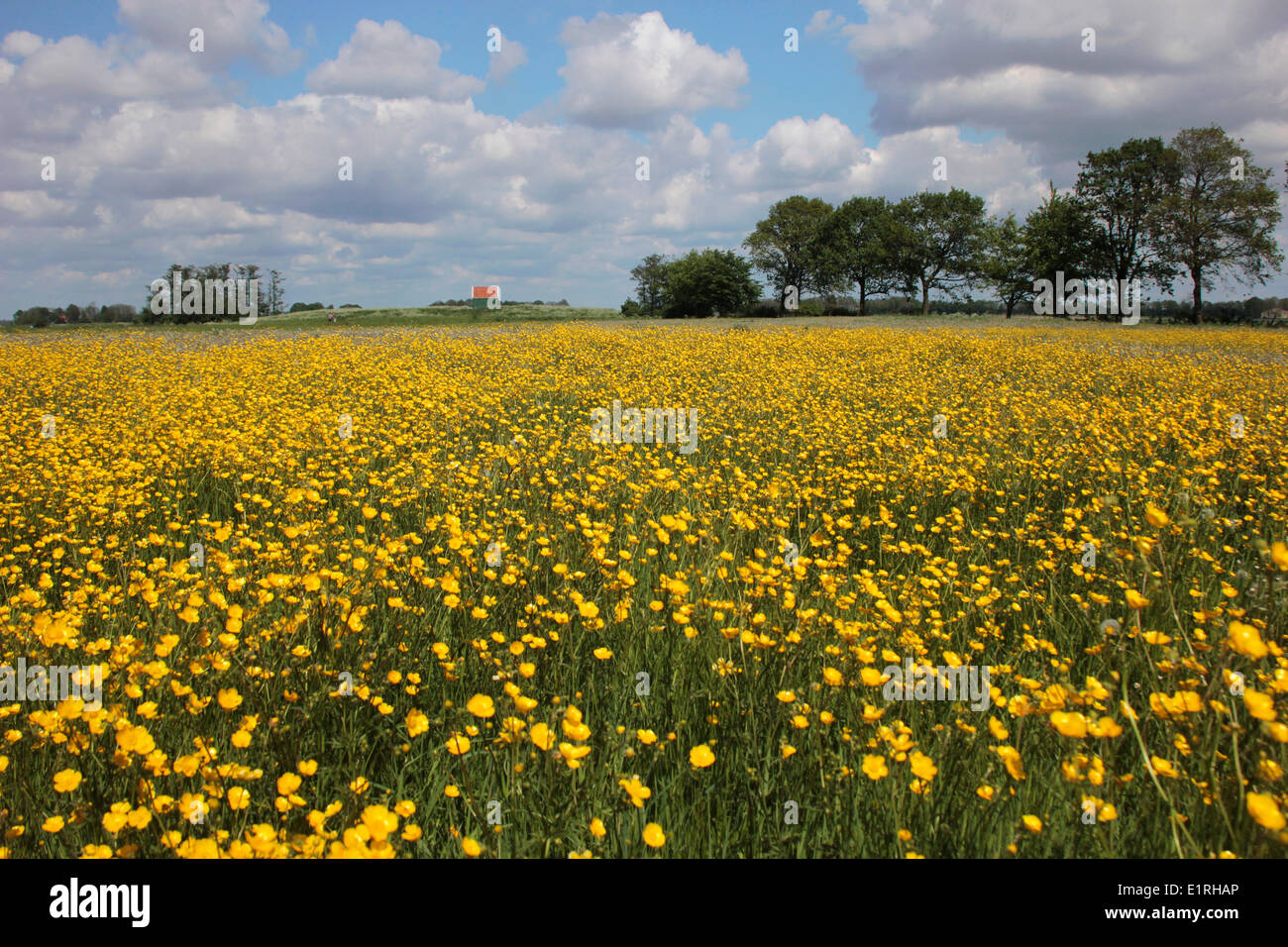 Field buttercups ranunculus acris flowering hires stock photography