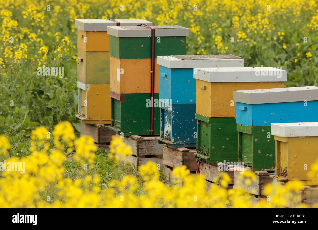 Bee hives in a yellow field of Rape Seed. Stock Photo