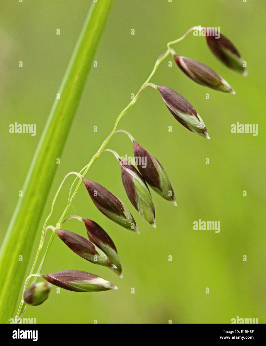 side view of flowering stalk Stock Photo