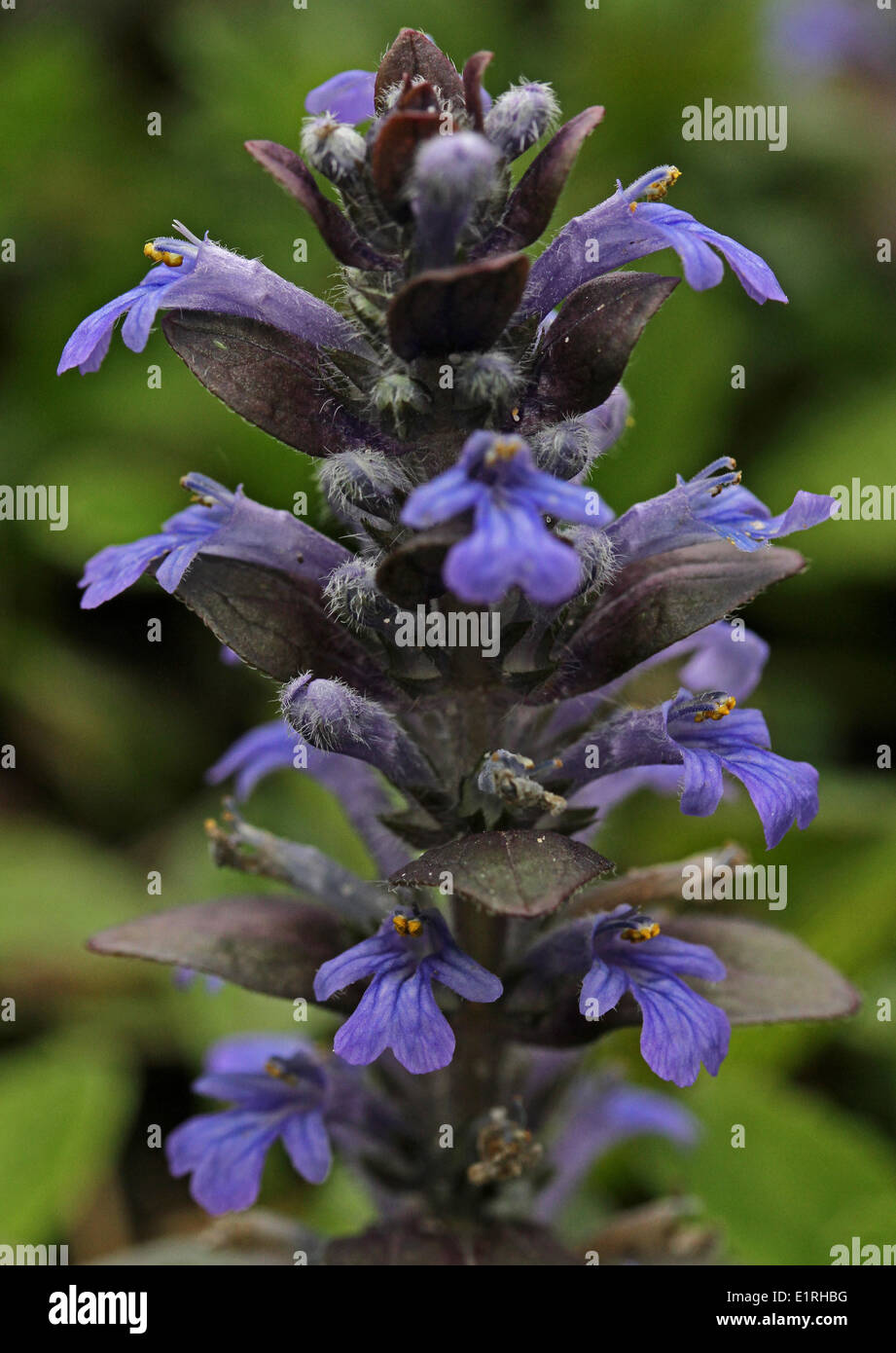 upper part of flowering plant Stock Photo