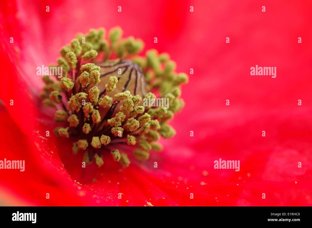 Detail of pollen on the stamen of the Corn poppy Stock Photo