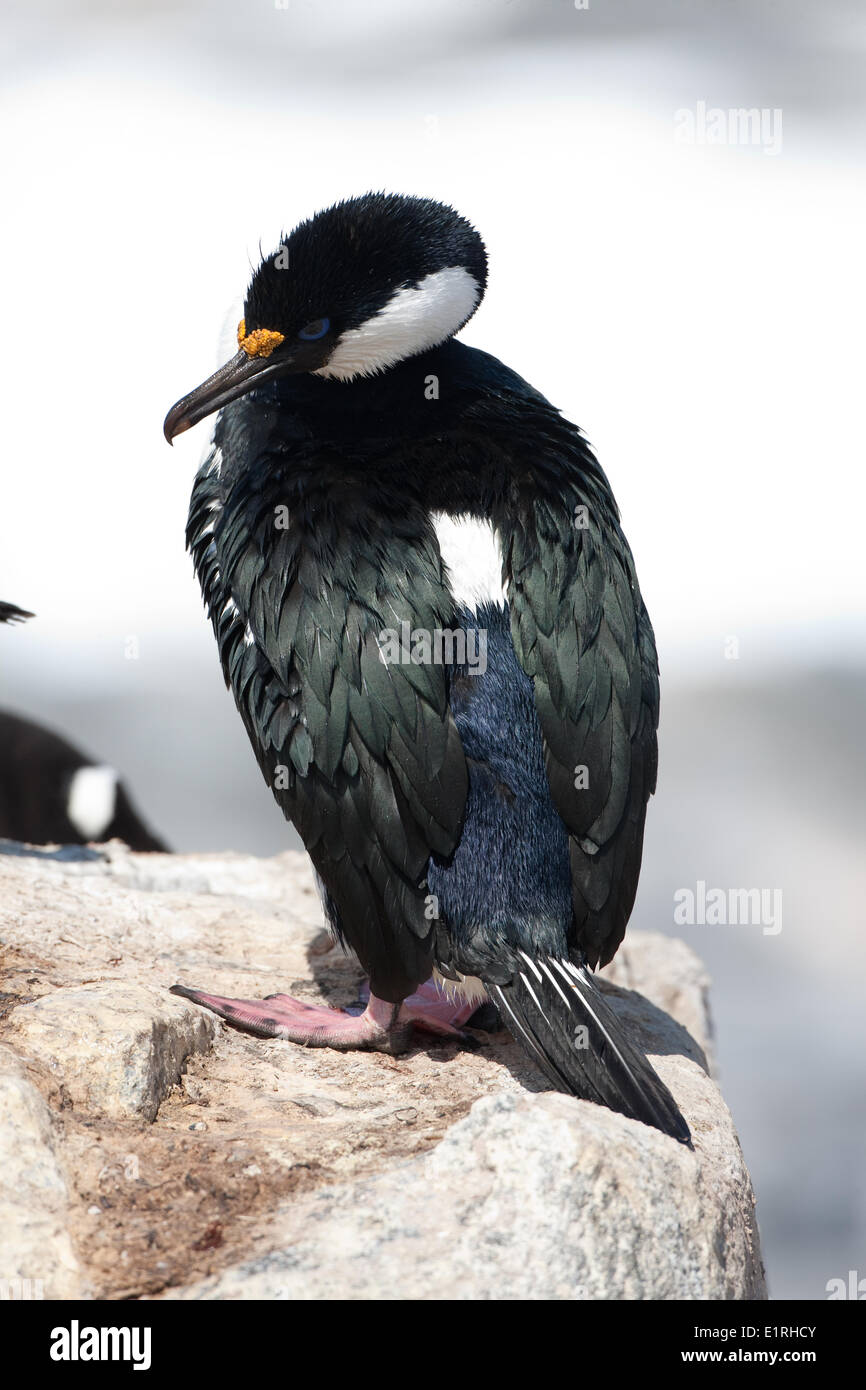 Dorsal view of an Imperial Shag (Blue-eyed Shag, Phalacrocorax atriceps). The white dorsal patch is a characteristic feature of Stock Photo