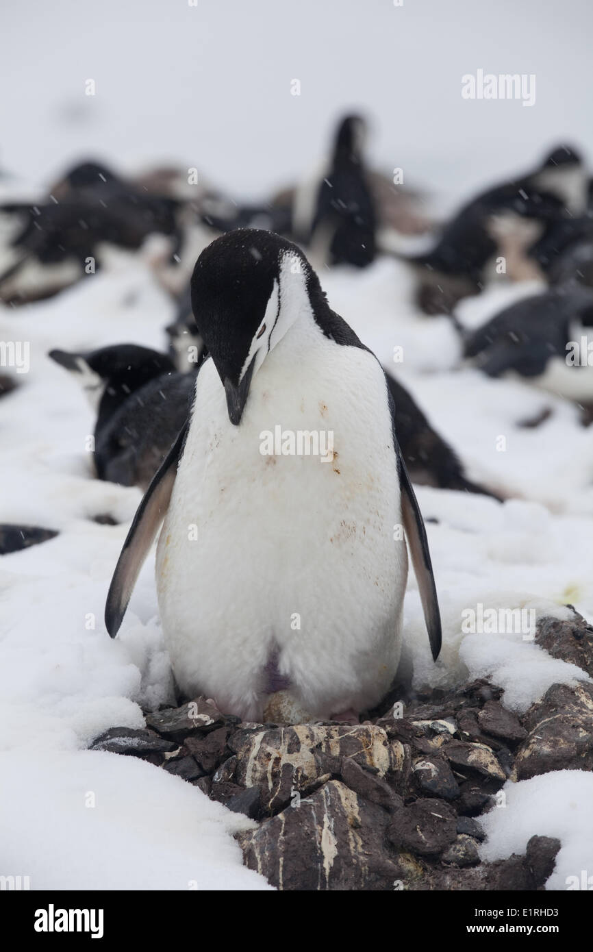 Chinstrap Penguin (Pygoscelis antarctica) unveiling one of its eggs covered by its brood pouch. Half Moon Island (South Stock Photo