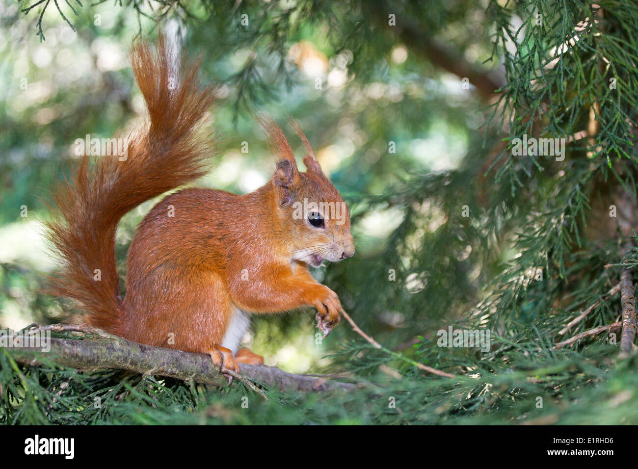 photo of eating a red squirrel in a pine tree Stock Photo