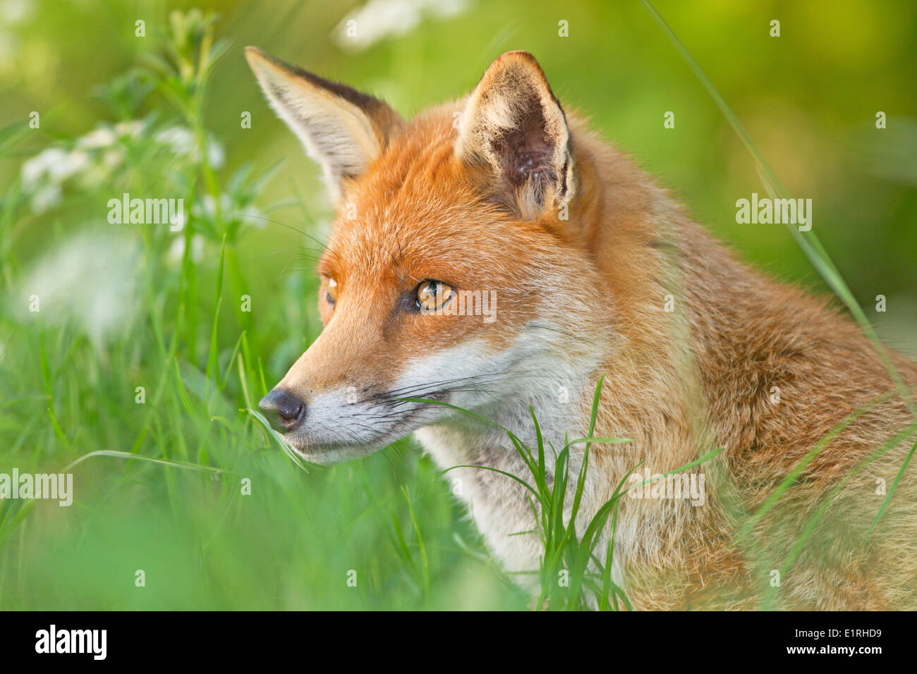 portrait of a fox Stock Photo