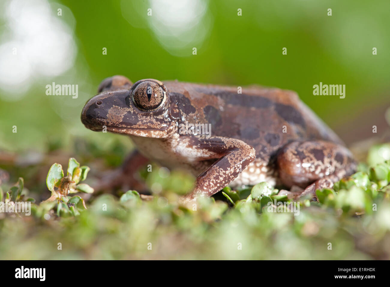 Bubbling kassina frog Stock Photo