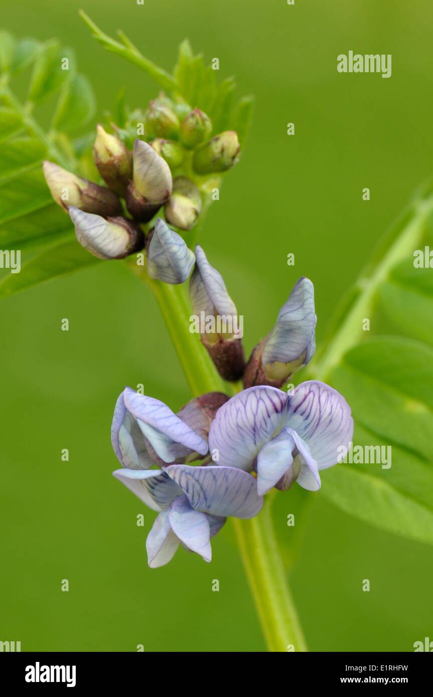 Bush Vetch flowers in close-up Stock Photo