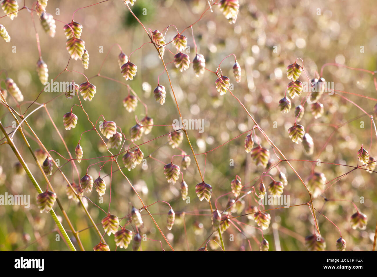 Quaking-grass in a garden. Stock Photo