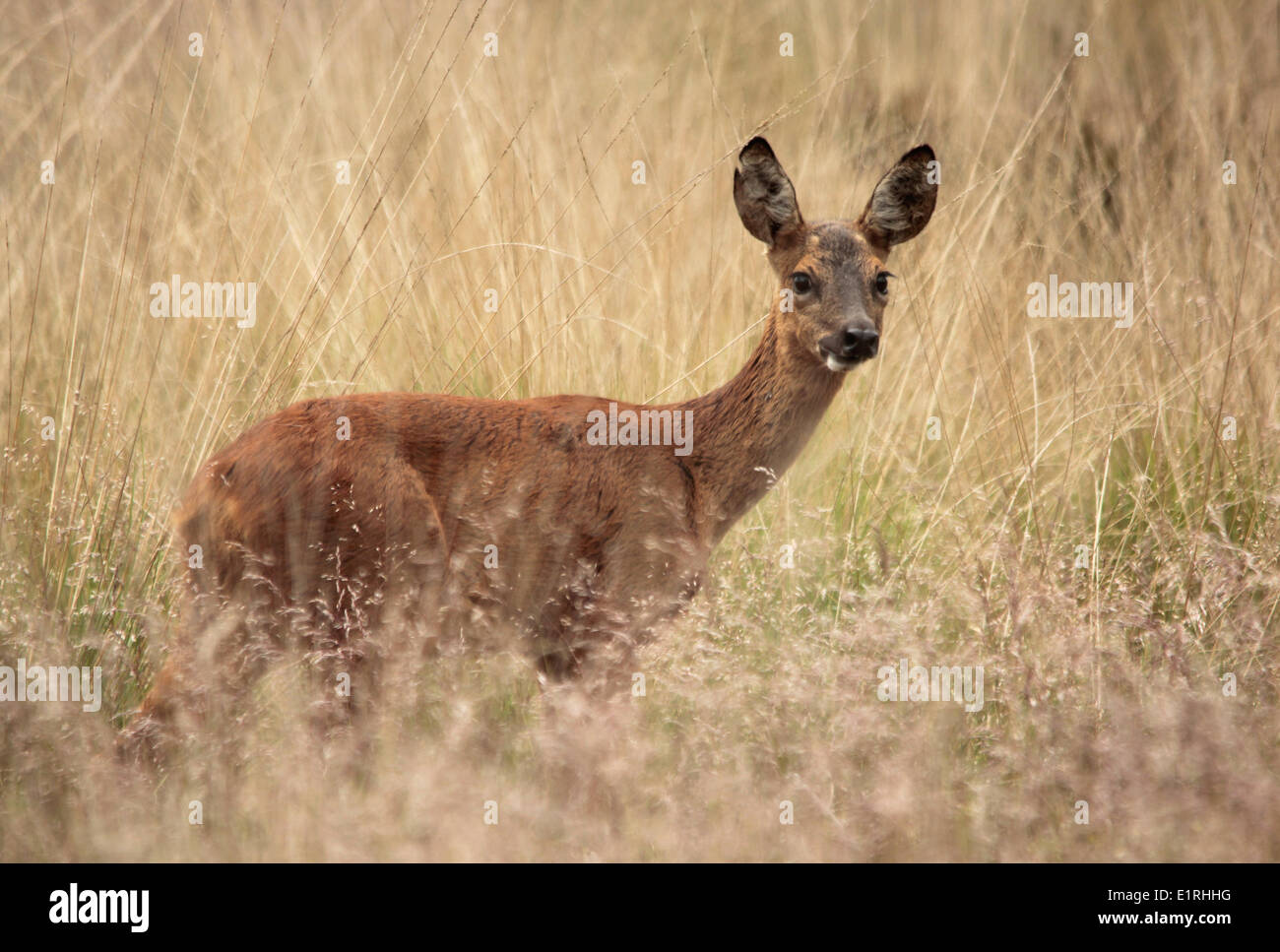 Roe Deer at a moorland Stock Photo