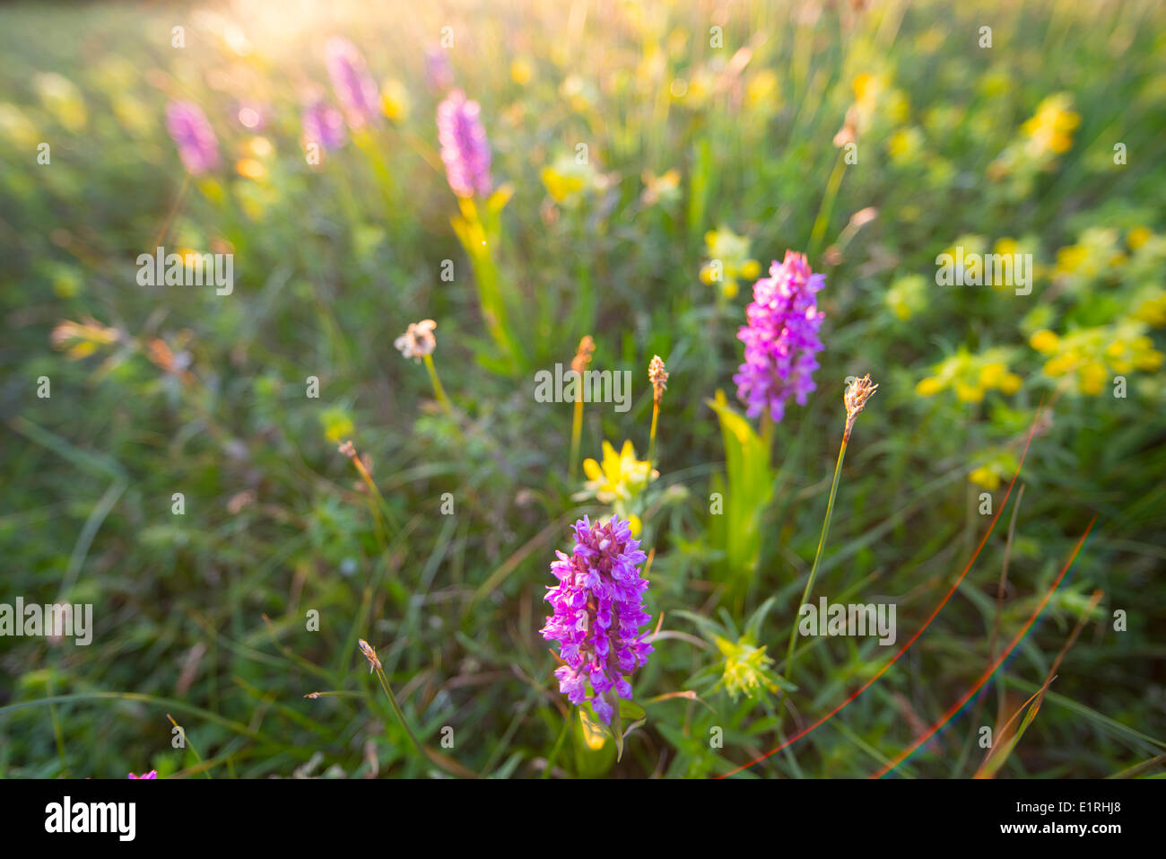 marsh orchids in grassland Stock Photo