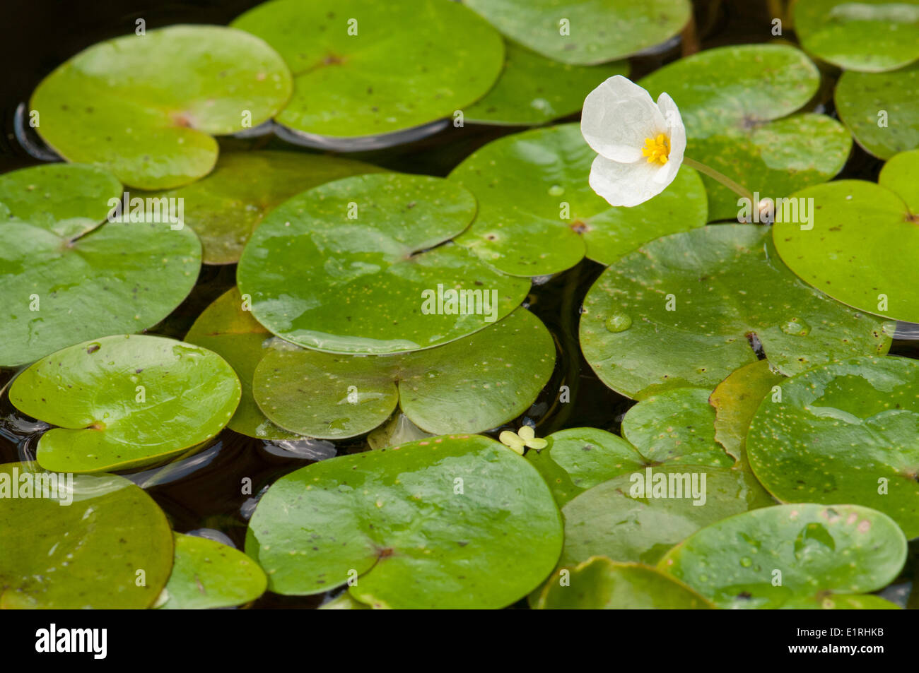 Flowering frogbit Stock Photo