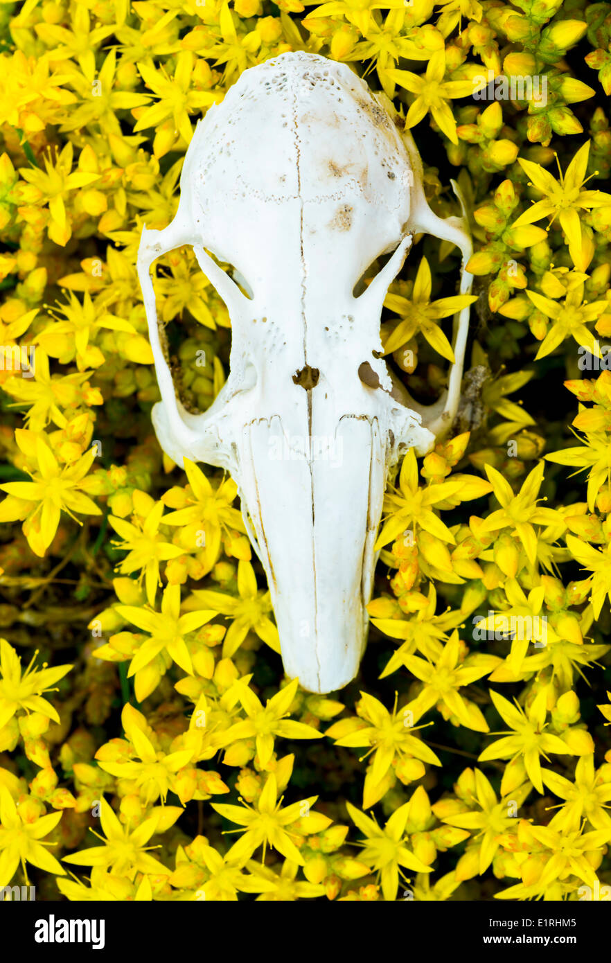 Rabbit skull in Biting Stonecrop flowering; Stock Photo