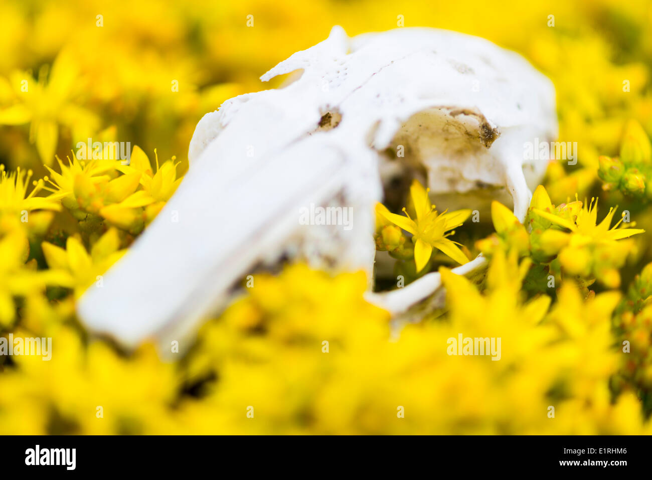 Rabbit skull in Biting Stonecrop flowering; Stock Photo