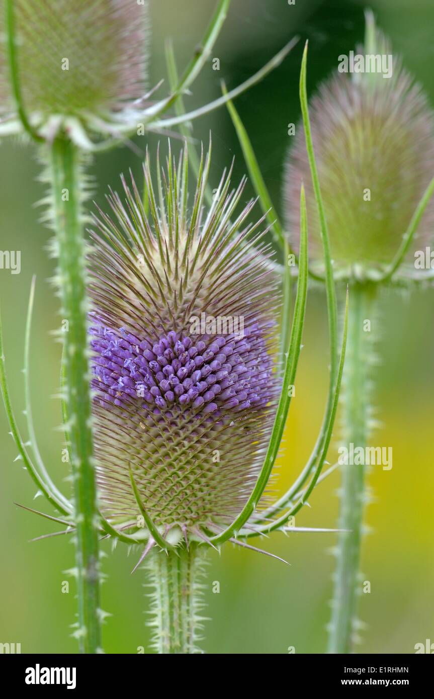Common Teasel flowering Stock Photo