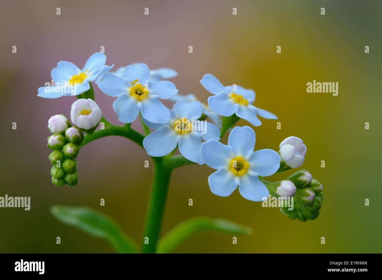 Water Forget-me-not flowers in close-up Stock Photo