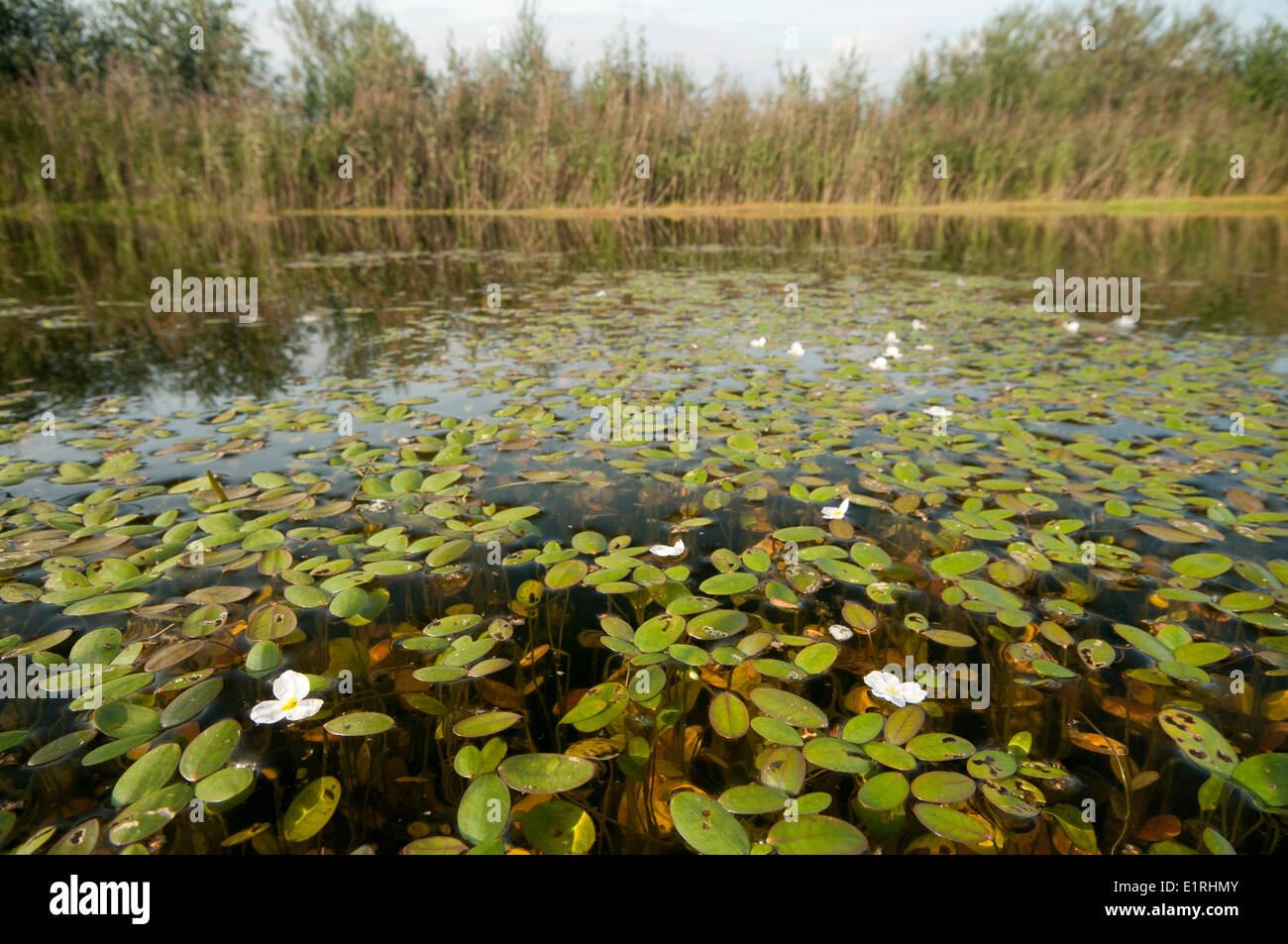 Overview of habitat of blooming floating waterplantain Stock Photo Alamy