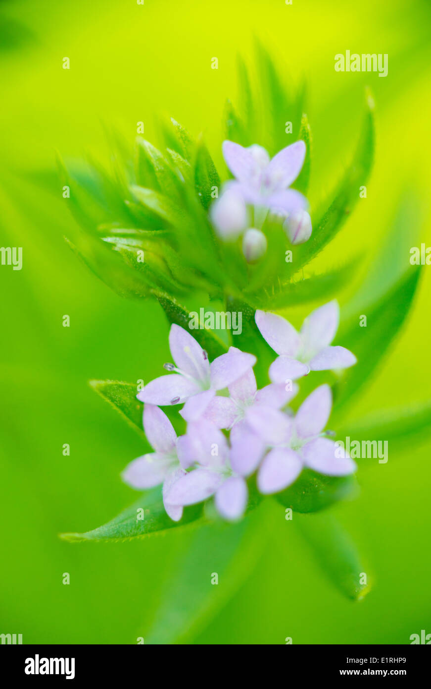 Close-up of a Field Madder against a green background Stock Photo