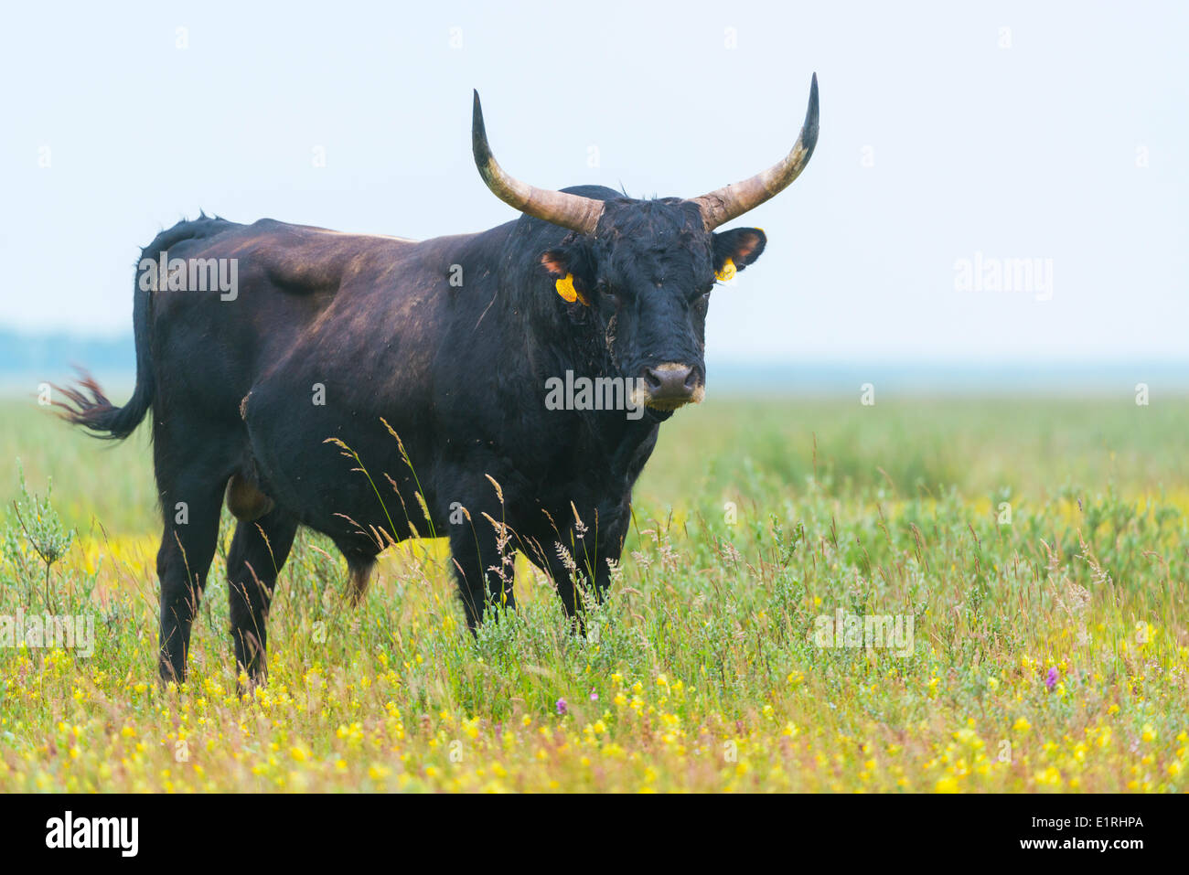 heck cattle on the mudflats of the flakkee nature reserve in the dutch delta, in a field of greater yellow rattles Stock Photo