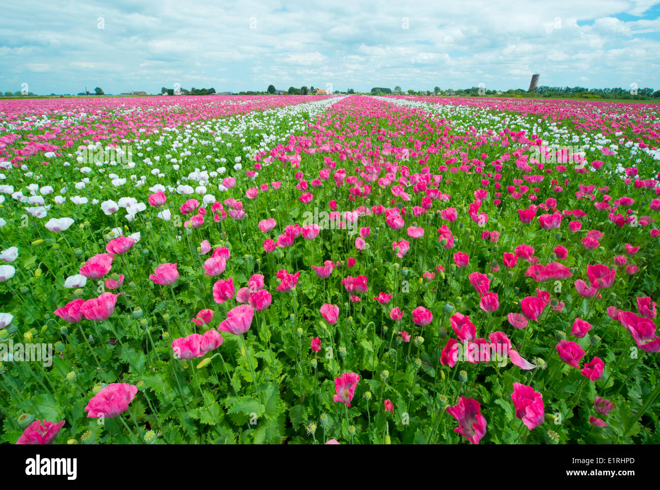 A field with white and pink opium poppies Stock Photo - Alamy