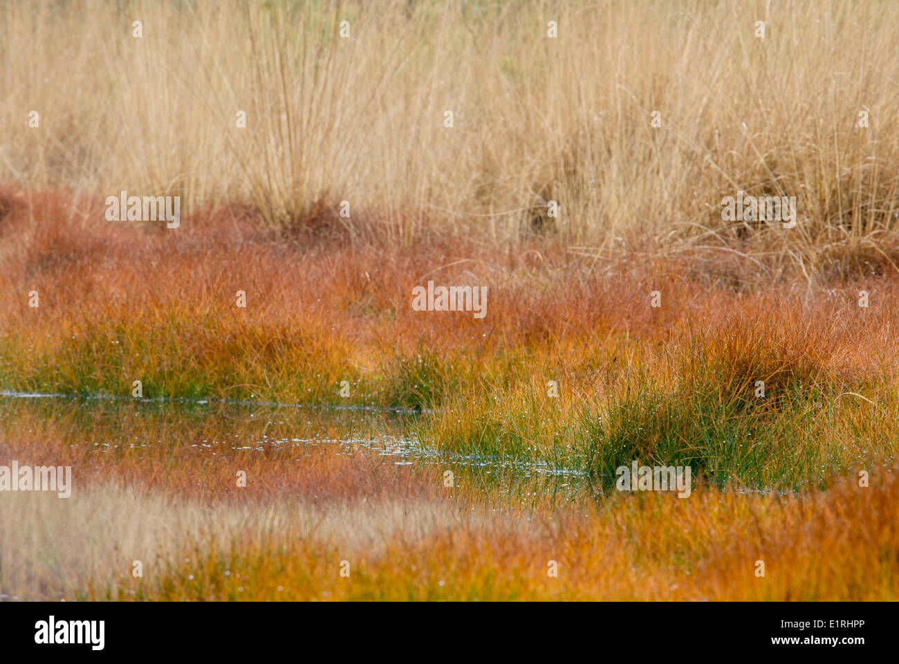 Close-up of bank of fen with many-stalked spike-rush in autumn Stock Photo