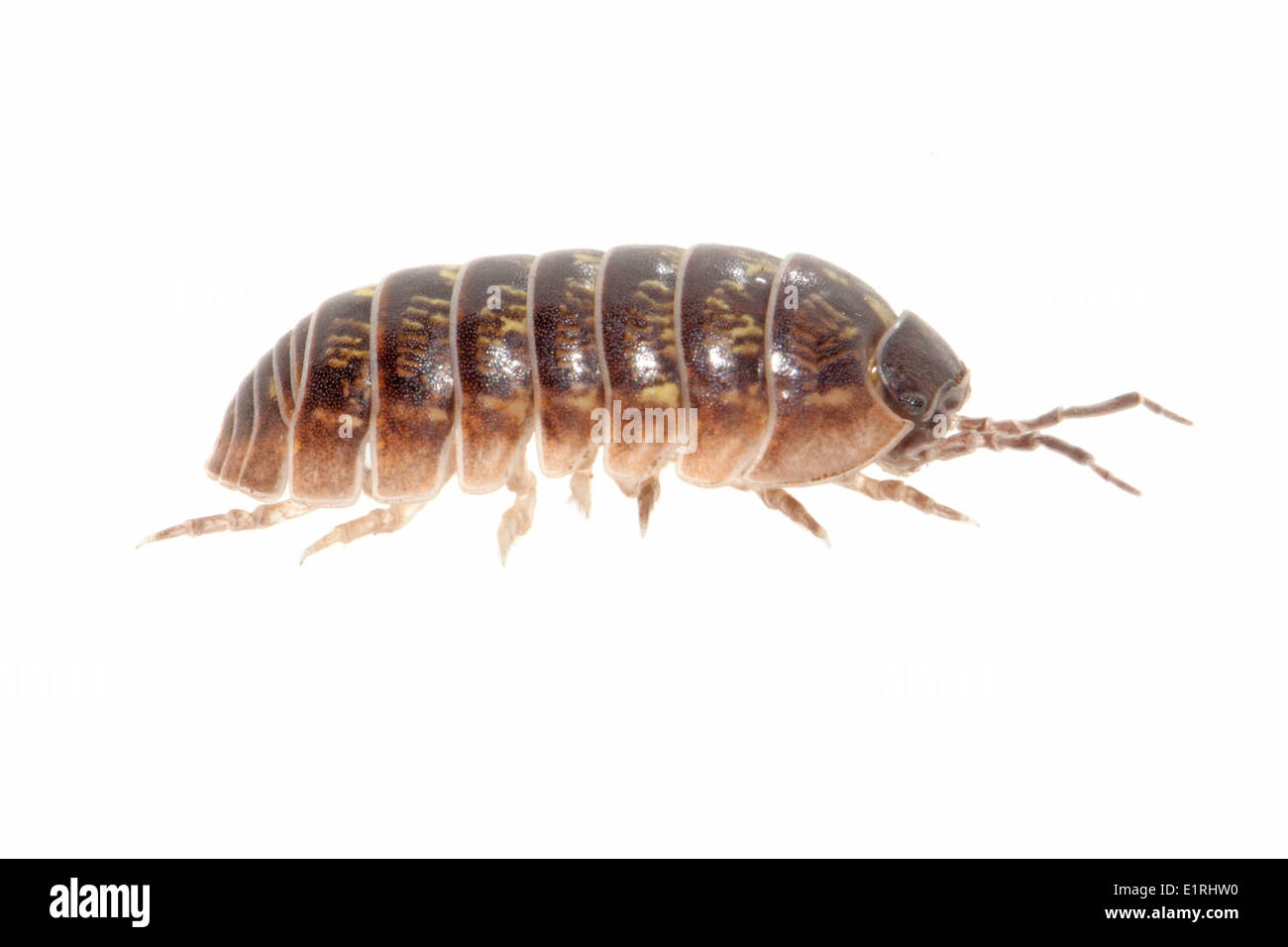 photo of a pill millipede Stock Photo