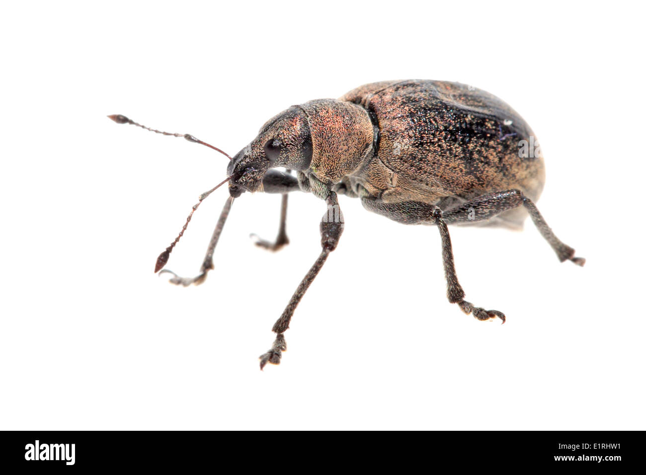 A rendered photo of a weevil Stock Photo