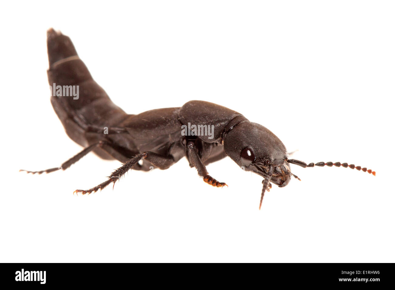 rendered photo of a Devil's coach-horse beetle on a white background Stock Photo