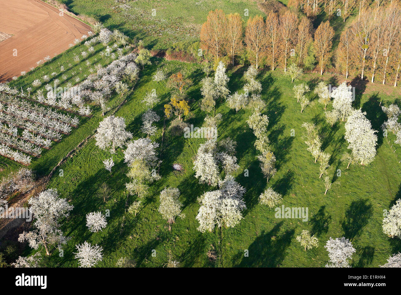 Aerial photograph of flowering orchard Stock Photo